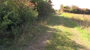 Rugged Rake's Rowdy Rampage through the Woods